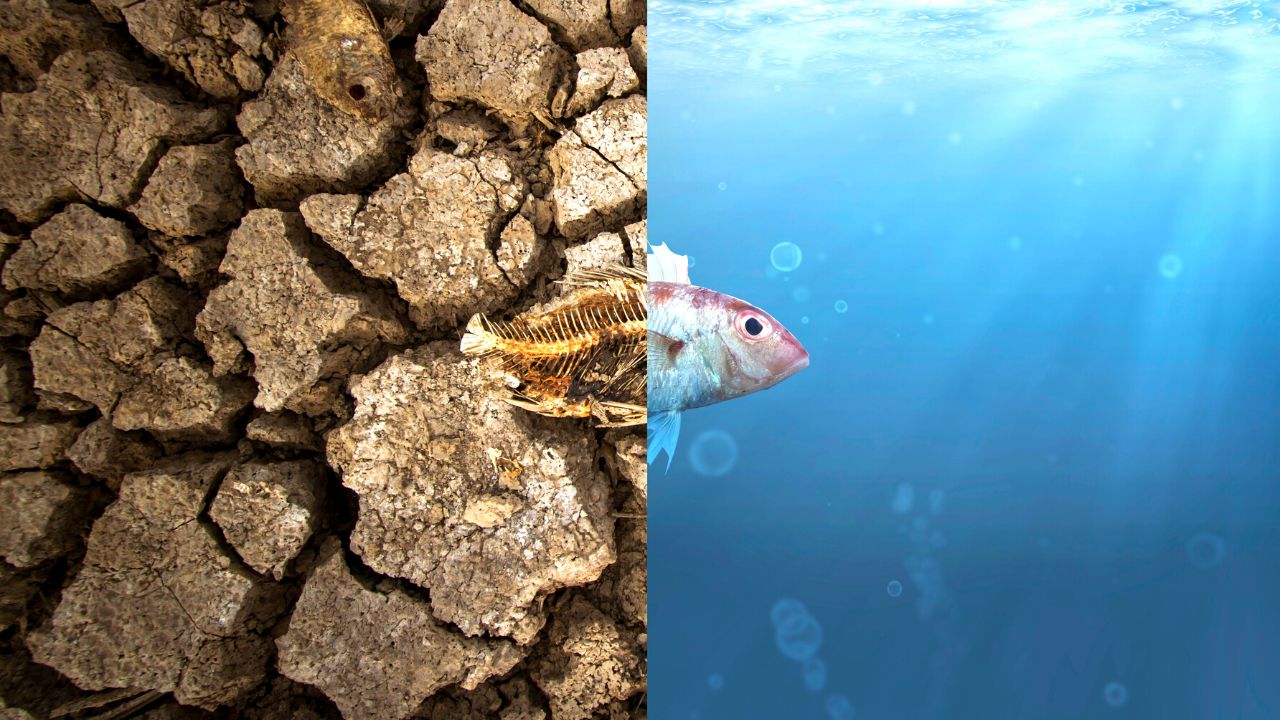 I cambiamenti climatici non influiscono solo sull’ambiente, ma anche sulla nostra salute mentale: come prendersi cura del pianeta e diminuire stress e ansia. ansia e cambiamenti climatici sono connessi