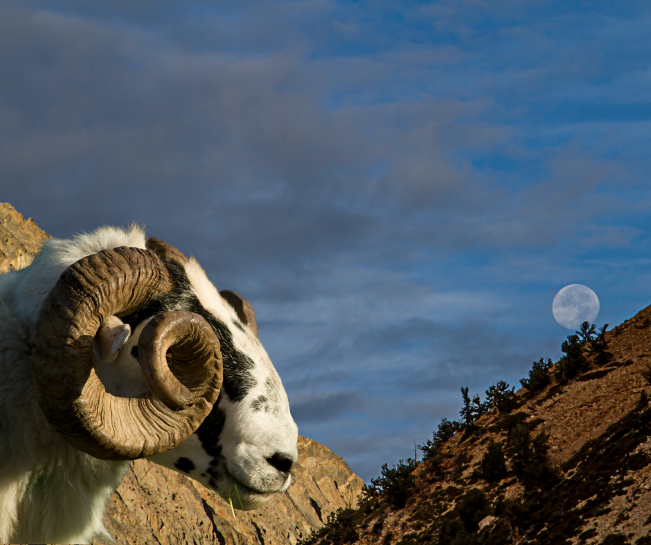 Luna Piena del 20/10 - Luna del Raccolto luna piena del 20 10 - luna del raccolto