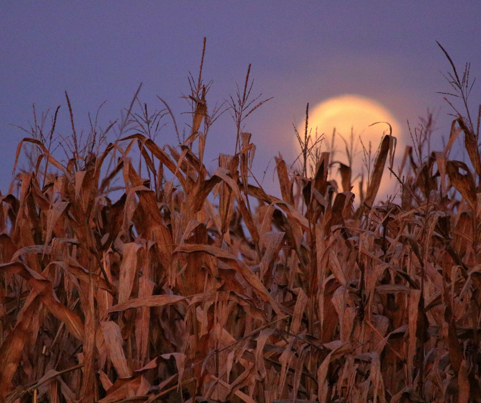 Luna Piena del 21/9 – La Luna Gentile luna piena del 21 9 la luna gentile