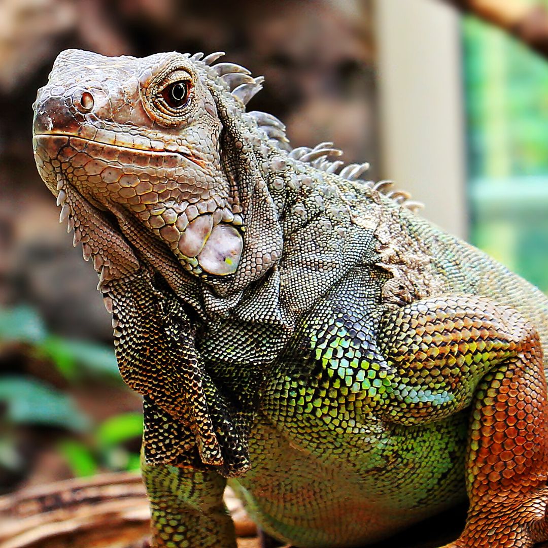 iguana